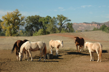 Our horses enjoying the afternoon sun.