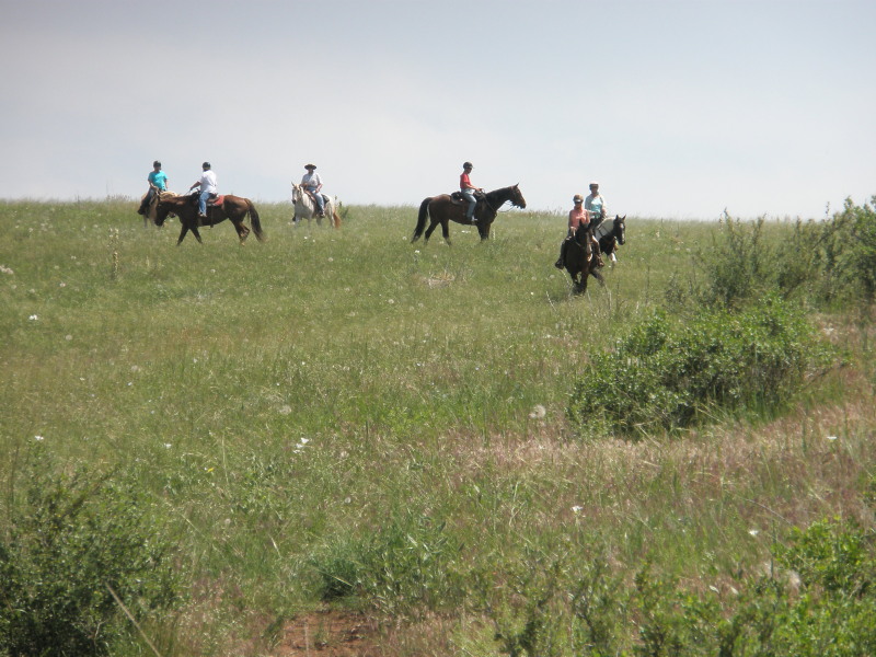 Line of horses coming down the hill at the end of a trail ride on our ranch