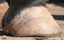 A proper barefoot trim showing the arch on the bottom of the hoof