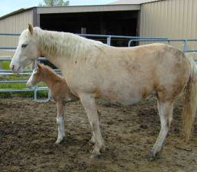 Charm with Magic's filly Rose