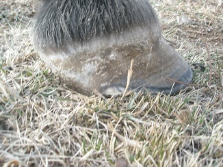 The neglected hoof properly trimmed