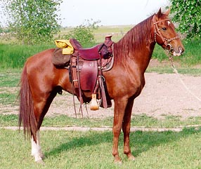 Side view picture of Magic tacked up and ready to ride.