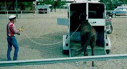 Joe loading a horse in a trailer from the end of a long rope.