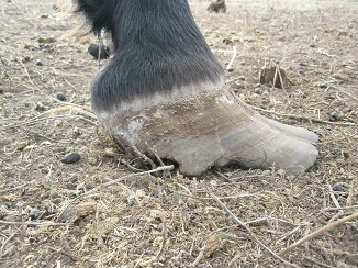 A neglected hoof with a very long toe