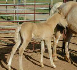 Magic's colt Moonlight.