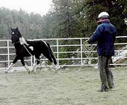 Joe working with a pinto horse in a round pen.