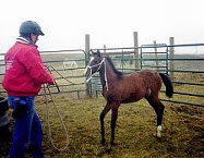 Joe working with a young foal on a halter.