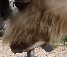 Horse's hoof on a stand showing the mustang roll