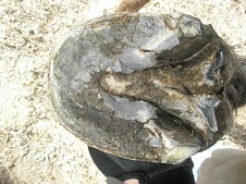 Bottom of a horses hoof