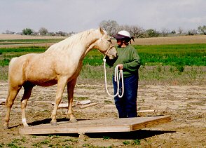 horse on a teater totter bridge