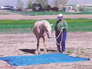 Horse walking over a tarp