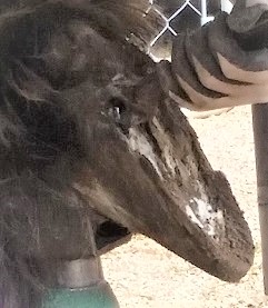 A partially trimmed hoof showing the old hoof wall length vs. the new hoof wall length